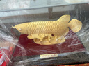 大明銅匠絨沙金大號金龍魚(yú)擺件招財開(kāi)業(yè)喬遷之喜搬家禮物客廳辦公室裝飾品 曬單實(shí)拍圖