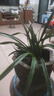 玫絢高質(zhì)量 新店開(kāi)張【名貴蘭花】精品苗盆栽 濃香型 養不死的品種 夜來(lái)香 5苗連體 裸根發(fā)貨 曬單實(shí)拍圖