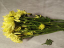 【小雛菊】鮮花水養室內瓶插基地直發(fā)切花混色廣州新鮮采摘發(fā)貨 瑞黃小雛菊10支 曬單實(shí)拍圖