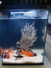 京東京造禪鏡枯木造景 生態(tài)魚(yú)缸造景全套適合米家京造PRO/ART魚(yú)缸造景一體 曬單實(shí)拍圖