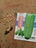 大肉苦瓜種子青苦瓜種子高產(chǎn)特大綠油苦瓜肉多四季苦瓜籽蔬菜種子 油綠苦瓜種子 5包約51粒 曬單實(shí)拍圖