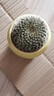 綠有意辦公室內桌面仙人球多肉植物仙人掌客廳盆栽花卉綠植好養耐旱 金冠仙人球【可愛(ài)】 曬單實(shí)拍圖