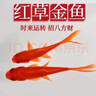 金魚(yú)草金魚(yú)觀(guān)賞魚(yú)冷水好養耐活小魚(yú)苗錦鯉 5-7cm 紅草金買(mǎi)1條送1條（加備損） 曬單實(shí)拍圖