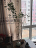 觀(guān)音竹大型綠植盆栽客廳客廳桌面土培綠植易養老樁竹子盆栽室內 飄逸150cm大苗紅觀(guān)音1-3桿 原基地盆 曬單實(shí)拍圖