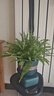 波士頓蕨耐陰水培綠植霸王蕨盆栽大盆長(cháng)藤葉垂吊腎蕨客廳室內雨林 波斯頓蕨20-30cm高原盆土一盆 曬單實(shí)拍圖
