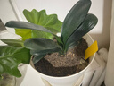 大盆君子蘭盆栽名貴國寶級花卉苗綠植物圓頭和尚室內客廳四季好養 【掌柜推薦】8-11片葉子+帶土 送肥料 曬單實(shí)拍圖