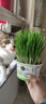 歡寵網(wǎng)貓草種子盆栽套裝懶人罐頭水培土培種植貓零食貓咪化毛球片貓薄荷 曬單實(shí)拍圖