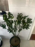 沙糖桔樹(shù)苗地栽盆栽南方北方種植橘子樹(shù)苗柑桔果樹(shù)果苗嫁接砂糖橘 4年精選苗當年結果【基地直銷(xiāo) 成活高】 曬單實(shí)拍圖