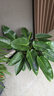 大盆金鉆盆栽?xún)艋諝饩G公主辦公室內綠植物大葉綠蘿柱 特大金鉆/70-90cm（原盆栽好） 曬單實(shí)拍圖
