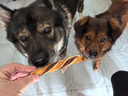 寵怡狗狗零食狗咬膠雞肉小扭棒泰迪金毛牛皮咬膠磨牙潔齒去口臭狗咬骨 小扭棒*12包 曬單實(shí)拍圖