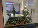 OYKTN仿真仙人掌造景球形熱帶植物盆栽櫥窗樓梯下室內大型景觀(guān)裝飾擺件 靜謐之地【熱賣(mài)爆款】 曬單實(shí)拍圖