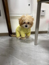 MIKI PAD狗狗衣服秋冬季狗狗羽絨服保暖四腳寵物棉服新款小型幼犬加絨加厚 【云朵輕棉服】黃/可牽引 M胸圍37cm（按照胸圍購買(mǎi)/參考體重4-6斤） 曬單實(shí)拍圖