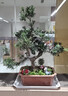 靜黛軒大型迎客松羅漢松盆景造型老樁室內大盆景客廳綠植辦公室好養盆栽 高級造型羅漢松55-65cm（原盆栽好）打木架 下單后聯(lián)系拍照選貨 曬單實(shí)拍圖