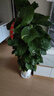 愛(ài)優(yōu)尚八方來(lái)財鴨腳木客廳大型綠植盆栽室內吸甲醛喬遷發(fā)財樹(shù)源頭直發(fā) 曬單實(shí)拍圖