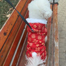 嬉皮狗（hipidog）新年喜慶小狗狗四腳棉衣秋冬寵物泰迪比熊馬爾濟斯小型犬冬季衣服 德羅紅龍紋 L（建議體重8-11斤） 曬單實(shí)拍圖