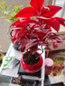 火焰南天竹盆栽冬季耐寒紅葉綠植室內外客廳陽(yáng)臺四季好養植物盆景 紅火火圓盆+火焰南天竹+底座+黑沙+吊卡 （含陶瓷盆） 曬單實(shí)拍圖