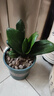 大盆君子蘭盆栽名貴國寶級花卉苗綠植物圓頭和尚室內客廳四季好養 【掌柜推薦】8-11片葉子+帶土 送肥料 曬單實(shí)拍圖