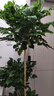 愛(ài)優(yōu)尚幸福樹(shù)盆栽客廳室內大型綠植辦公室喬遷新家綠寶凈化空氣源頭直發(fā) 曬單實(shí)拍圖