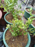 藍莓苗藍莓樹(shù)果苗北方南方種植薄霧兔眼特大陽(yáng)臺盆栽帶果 【兔眼】【5年苗當年結果】 曬單實(shí)拍圖