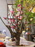 花翁濃香型樹(shù)苗盆栽冬季花卉植物 紅梅老樁（3-3.5厘米）源頭直發(fā) 曬單實(shí)拍圖