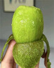 正宗陜西徐香獼猴桃30枚當季現摘新鮮水果爆甜多汁綠心奇異果整箱 30枚中果【單果60-80g】 曬單實(shí)拍圖