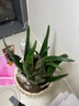 花翁盆栽室內凈化空氣花卉綠植物多肉 美人蘆薈（糖果瓷盆）源頭直發(fā) 曬單實(shí)拍圖