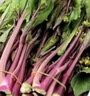【霜打菜】農家露天紅菜苔紫菜苔菜心農家自種現摘現發(fā)當季蔬菜 農家自種 泡沫箱發(fā)貨 凈重5斤 曬單實(shí)拍圖