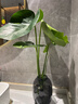 開(kāi)背龜背竹水培室內客廳綠植盆栽四季好養辦公室桌面水養植物花卉 精品龜背竹+橢圓灰晶瓶+卡片 整體（高50-60cm）（帶吊卡） 曬單實(shí)拍圖