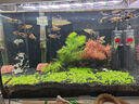 瘋狂水草魚(yú)缸造景擺件莫斯植物爬地矮珍珠日本趴地增氧高珍珠水草 （新手濃密草坪）爬地矮珍5片（約8*8cm） 曬單實(shí)拍圖