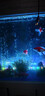 健美魚(yú)魚(yú)缸燈照明燈led燈防水氣泡條led帶氣泡燈增氧觀(guān)賞七彩彩燈 70cm 七彩漸變款+氣泵套餐 曬單實(shí)拍圖