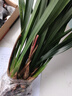 大花蕙蘭冬帶花苞盆栽年宵花蘭花植物室內鮮花卉客廳綠植耐寒惠蘭 金玉滿(mǎn)堂【壯苗 】 曬單實(shí)拍圖