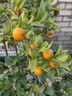 森越紅橘苗萬(wàn)州古紅桔川紅柑橘苗大紅袍橘子苗南北方種植當年結果 5年苗2棵帶原土 分叉多 當年結 80cm(含)-89cm(含) 曬單實(shí)拍圖