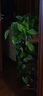 綠有意大葉綠蘿盆栽壁掛除甲醛長(cháng)藤綠蘿水培綠籮爬墻垂吊蘭植物凈化空氣 360紅色大盆長(cháng)藤吸水綠蘿+肥 曬單實(shí)拍圖