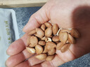 應序天養熟杏仁500g 大粒原味無(wú)添加蔗糖干果堅果零食可做杏仁露粉七白飲 曬單實(shí)拍圖