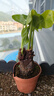 水培植物千手觀(guān)音盆栽?xún)艋諝馐覂却笕~滴水觀(guān)音龜背竹綠植吸甲醛 小號單顆2到3頭 30-35cm高 曬單實(shí)拍圖