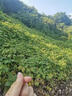 花賽葛藤種子爬山虎牽?；ㄓ吐樘贍颗；ㄟ吰碌V山綠化植物護坡爬藤種子 葛藤/斤【護坡爬藤】 曬單實(shí)拍圖