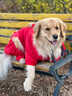 RSRDDY德國品牌狗狗衣服秋冬新年紅立體小熊四腳衣大型犬金毛薩摩耶 紅色新年旺柔軟無(wú)靜電不脫色不掉毛 S(背長(cháng)45cm)建議18-25斤 曬單實(shí)拍圖