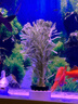 七葉島水草魚(yú)缸造景水草植物直接入缸水培植物蜈蚣草水溶懶人造景整套 【精品級】隨機1杯水草（送凈水環(huán)） 曬單實(shí)拍圖