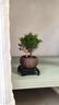 耘淘小葉赤楠盆栽老樁客廳花卉綠植室內桌面盆景老樁臥室盆栽盆景 小葉赤楠25厘米6年大苗+原生盆+肥料 曬單實(shí)拍圖