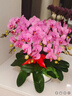 Only you【2小時(shí)達】蝴蝶蘭盆栽帶花苞花劍花盆真花盆栽生日驚喜開(kāi)業(yè)喬遷 8株粉色（瓷盆隨機） 曬單實(shí)拍圖