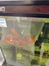 草金魚(yú)好養耐活長(cháng)尾大紅草觀(guān)賞魚(yú)錦鯉活體冷水魚(yú)淡水魚(yú)金魚(yú)紅草魚(yú) 13-15cm8條 曬單實(shí)拍圖