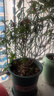 石榴盆景賞果樹(shù)苗帶果盆栽老樁室內陽(yáng)臺庭院四季開(kāi)花客廳綠植花卉 10年紅色石榴 帶花苞（加倫盆） 曬單實(shí)拍圖