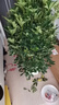 愛(ài)優(yōu)尚八方來(lái)財鴨腳木客廳大型綠植盆栽室內吸甲醛喬遷發(fā)財樹(shù)源頭直發(fā) 曬單實(shí)拍圖