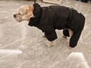 RSRDDY德國品牌狗狗羽絨服比熊泰迪雪納瑞小型犬寵物衣服2025新款冬裝小 雷奧黑 【行走的小火爐】 XL(建議體重12-15斤) 曬單實(shí)拍圖