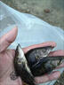 LZJV大鱖魚(yú)苗淡水養殖食用桂花斑鱖特大號冷水觀(guān)賞魚(yú)鱘魚(yú)貴桂鱸魚(yú)苗 正宗鱖魚(yú)4至6厘米20條送百分之10防損 曬單實(shí)拍圖
