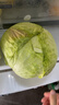 江西包心菜當季現摘包菜新鮮卷心菜綠色甘藍扁平包菜蓮花白蔬菜 2.01-3斤 曬單實(shí)拍圖