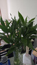 富貴竹辦公室內盆栽轉運竹綠植居家花卉陽(yáng)臺 富貴竹60-70cm/10支裝 曬單實(shí)拍圖