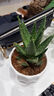 藍桂圓不夜城蘆薈盆栽 室內桌面綠植多肉 好養易活吸甲醛加侖盆源頭直發(fā) 曬單實(shí)拍圖