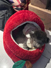 ZEZE新年貓窩冬季保暖貓咪半封閉加厚貓床蒙古包安全感冬天寵物窩 曬單實(shí)拍圖