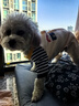 嬉皮狗（hipidog）狗狗包肚衣可愛(ài)家居服四腳衣中小型犬博美泰迪四季款小狗貓咪衣服 藏青色條紋（建議拍大一碼） XL（建議體重11-15斤） 曬單實(shí)拍圖